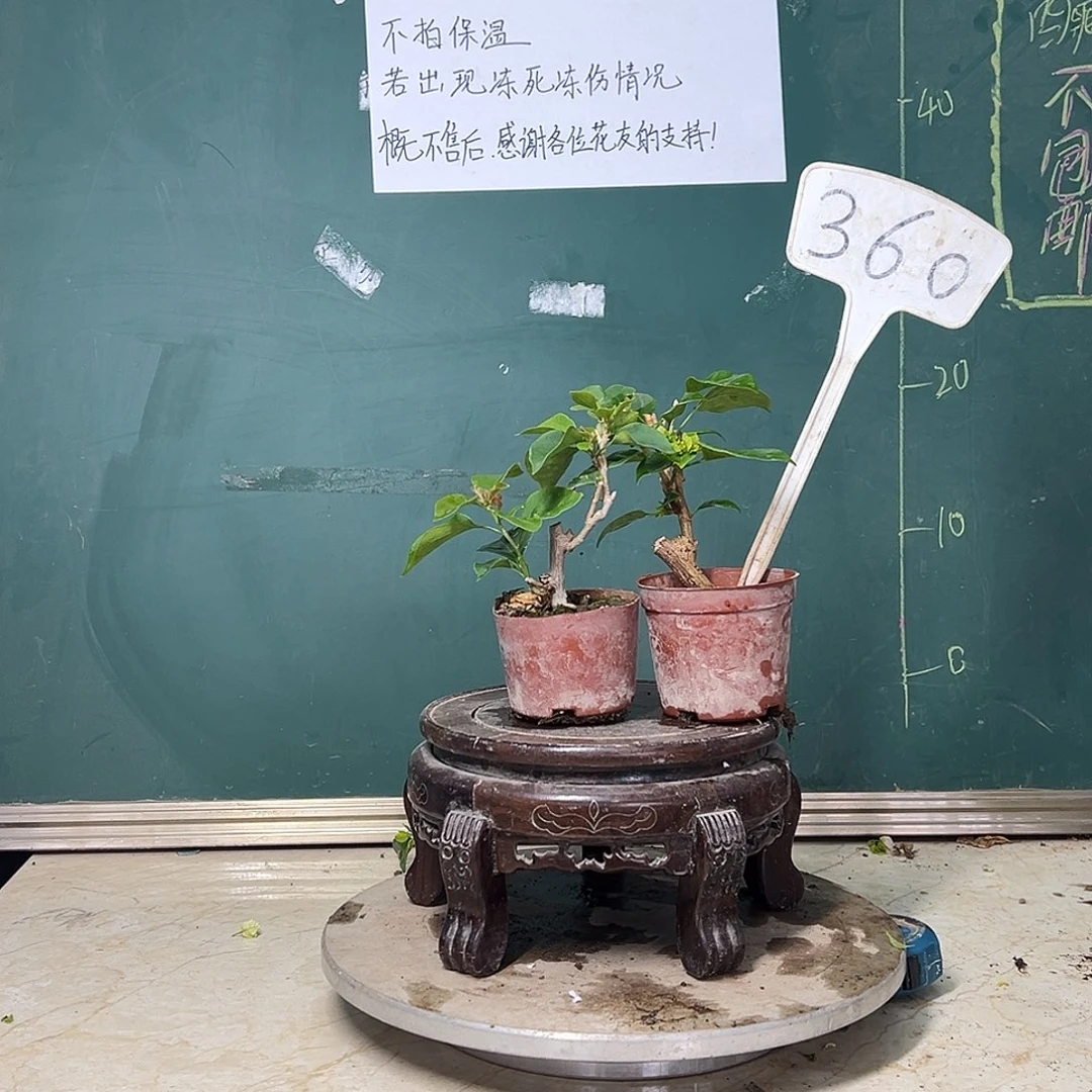 完全开放 绿樱掌中宝 黑玫瑰？掌中宝 360