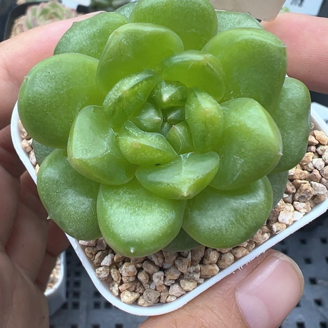 419号绿透珍妮晗雨多肉