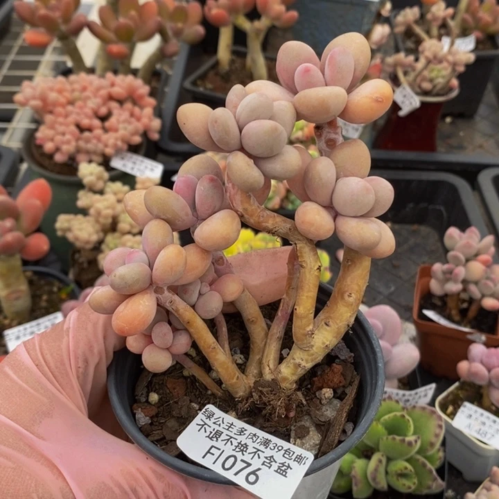 糖果桃蛋老桩1076多肉植物