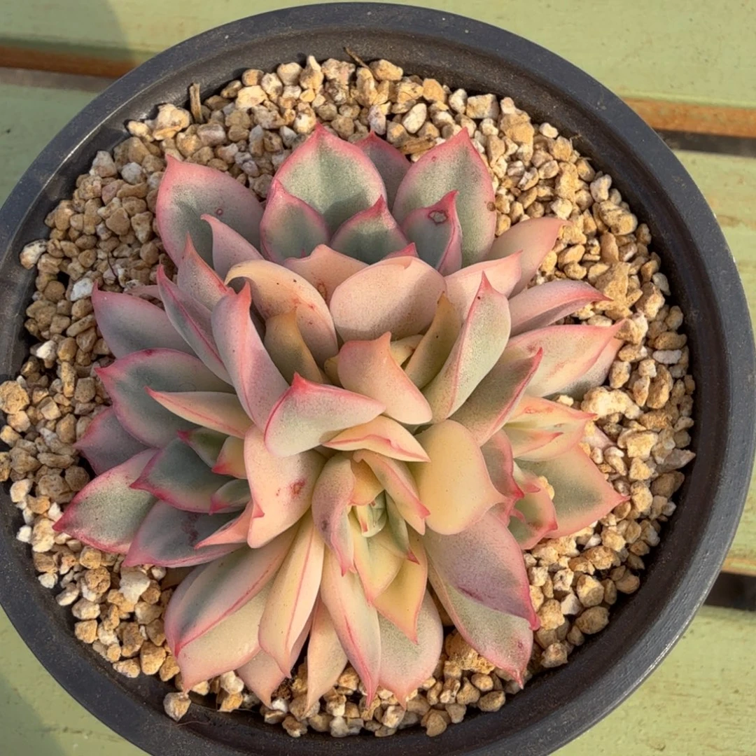 月光女神锦锦上园艺一物一拍