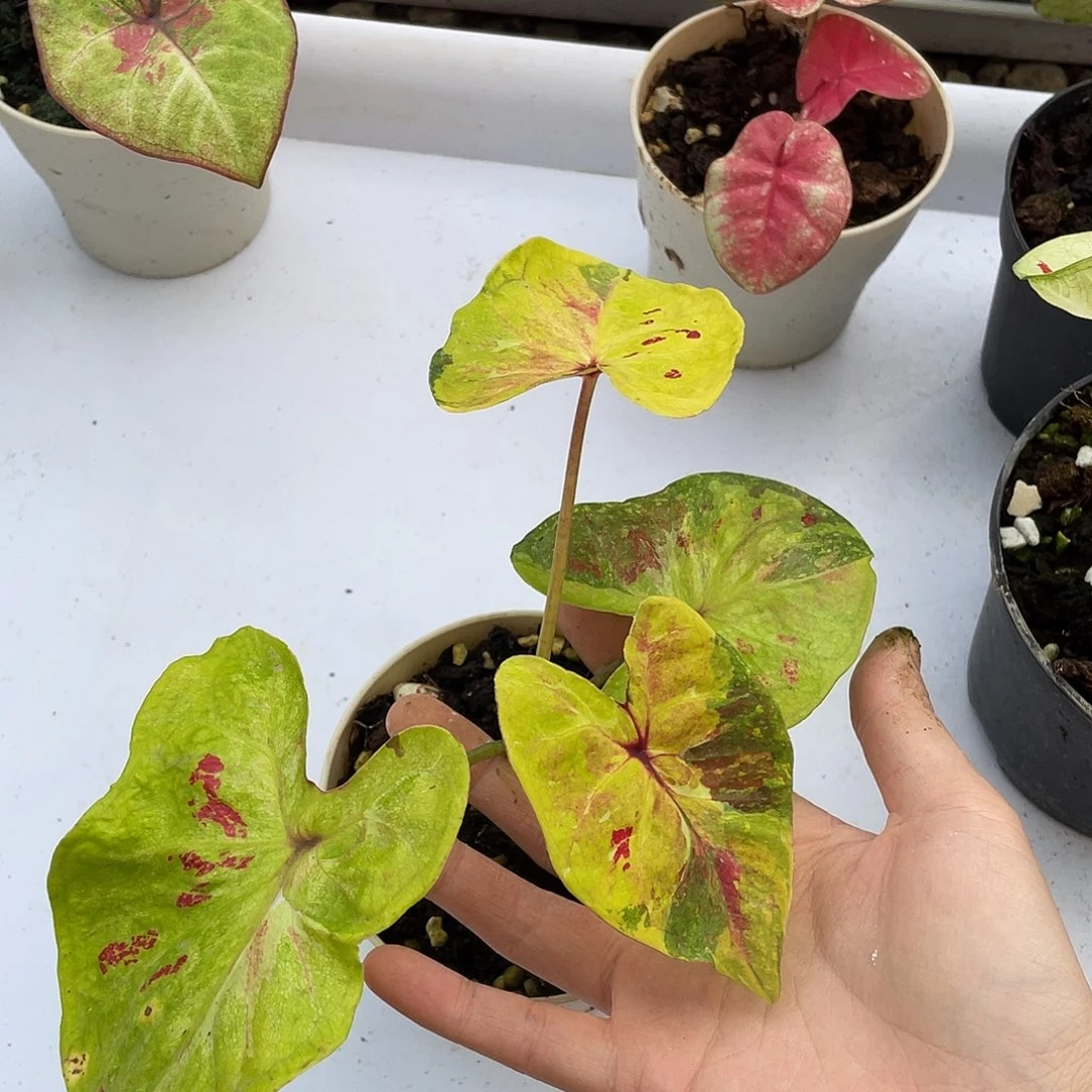 无花朵个体养定发货