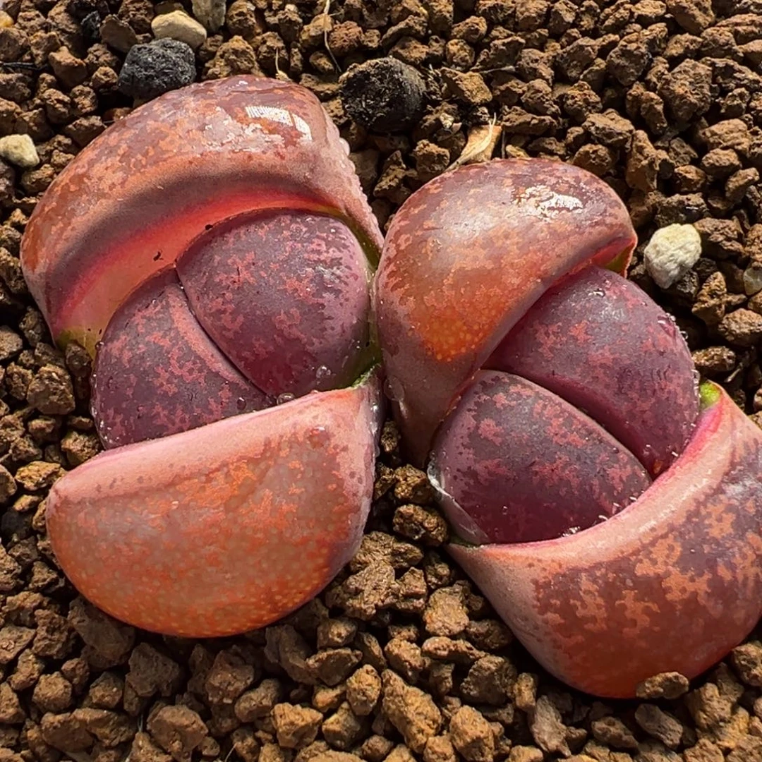 821多肉植物种类多样