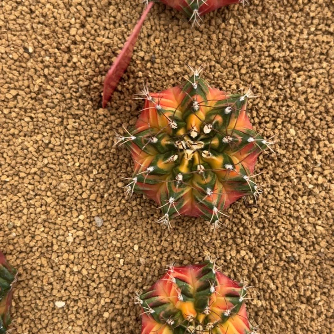 L531-0103泰国发货 太阳后裔