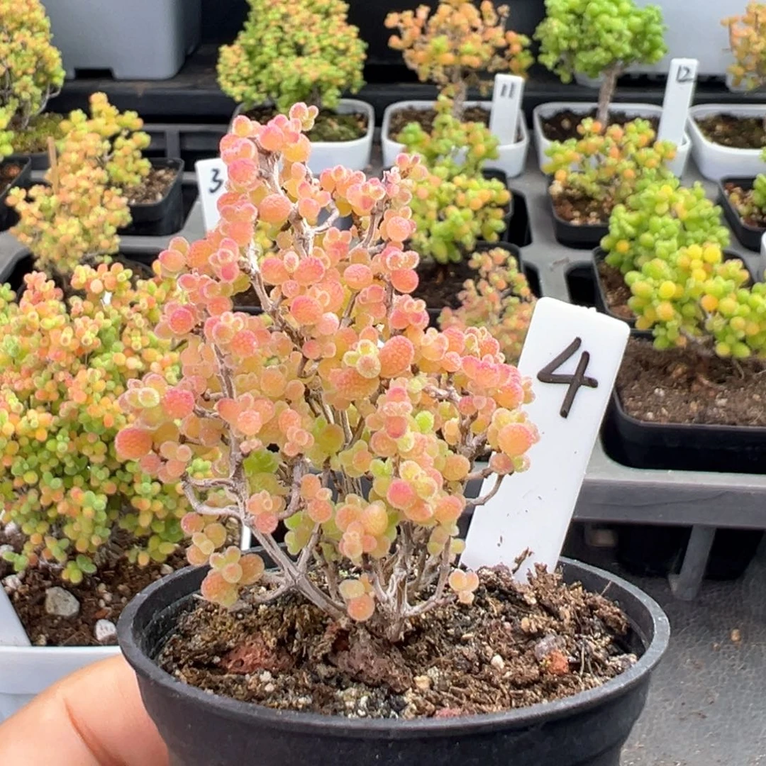 精控蜜橘糖球4号