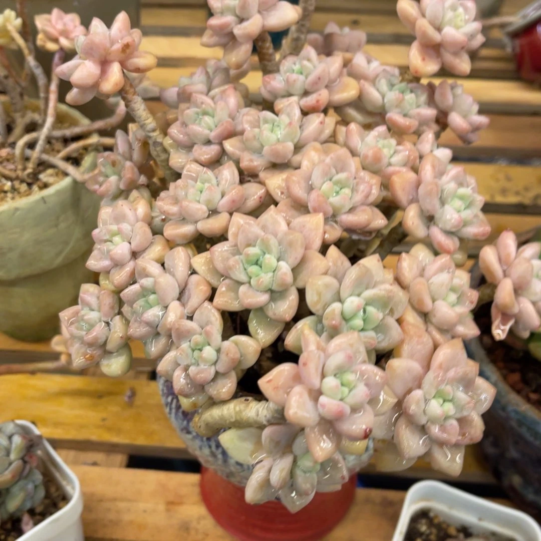 O*737337373738373553