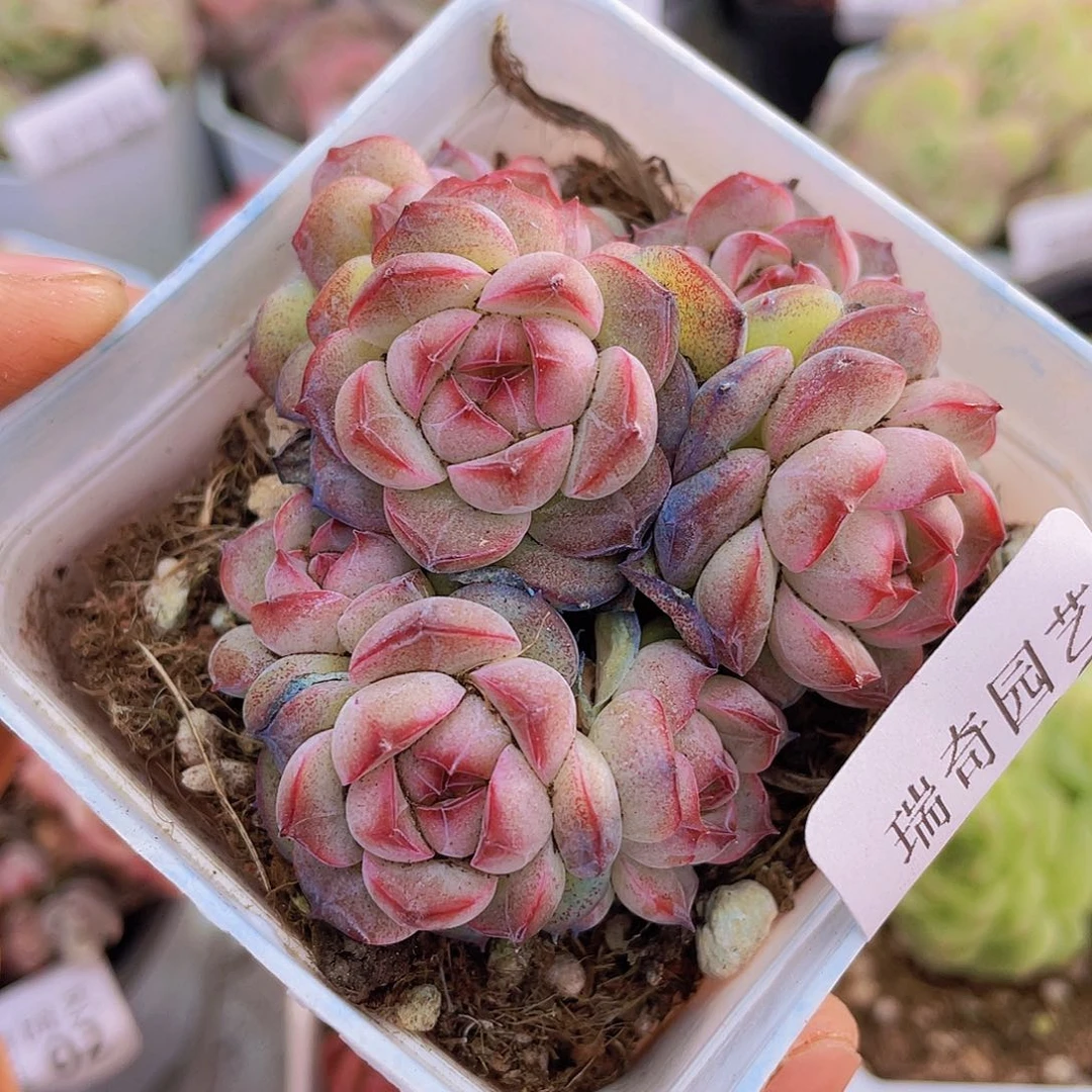 000000000000030量拍