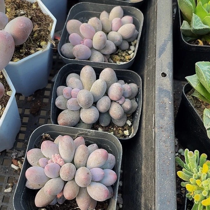 双头汤圆带盆土发