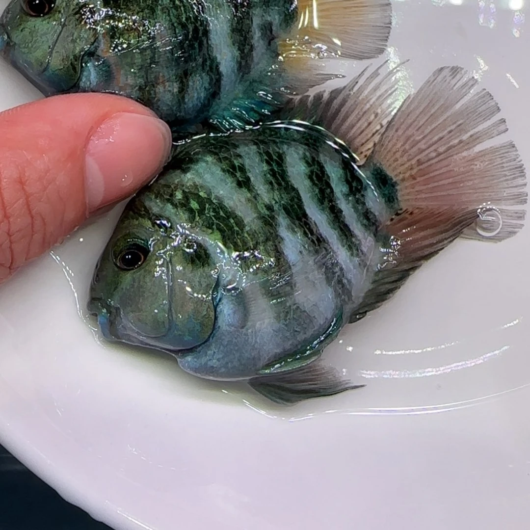 短鲷鱼宝蓝一公一母