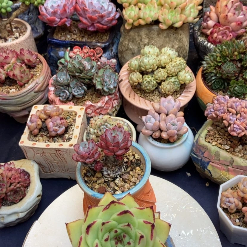 【闪购商品】啊**ヅ肉肉两颗晴天一个带盆