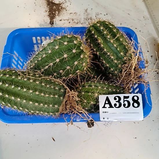 当前无花栽培后可以开花358