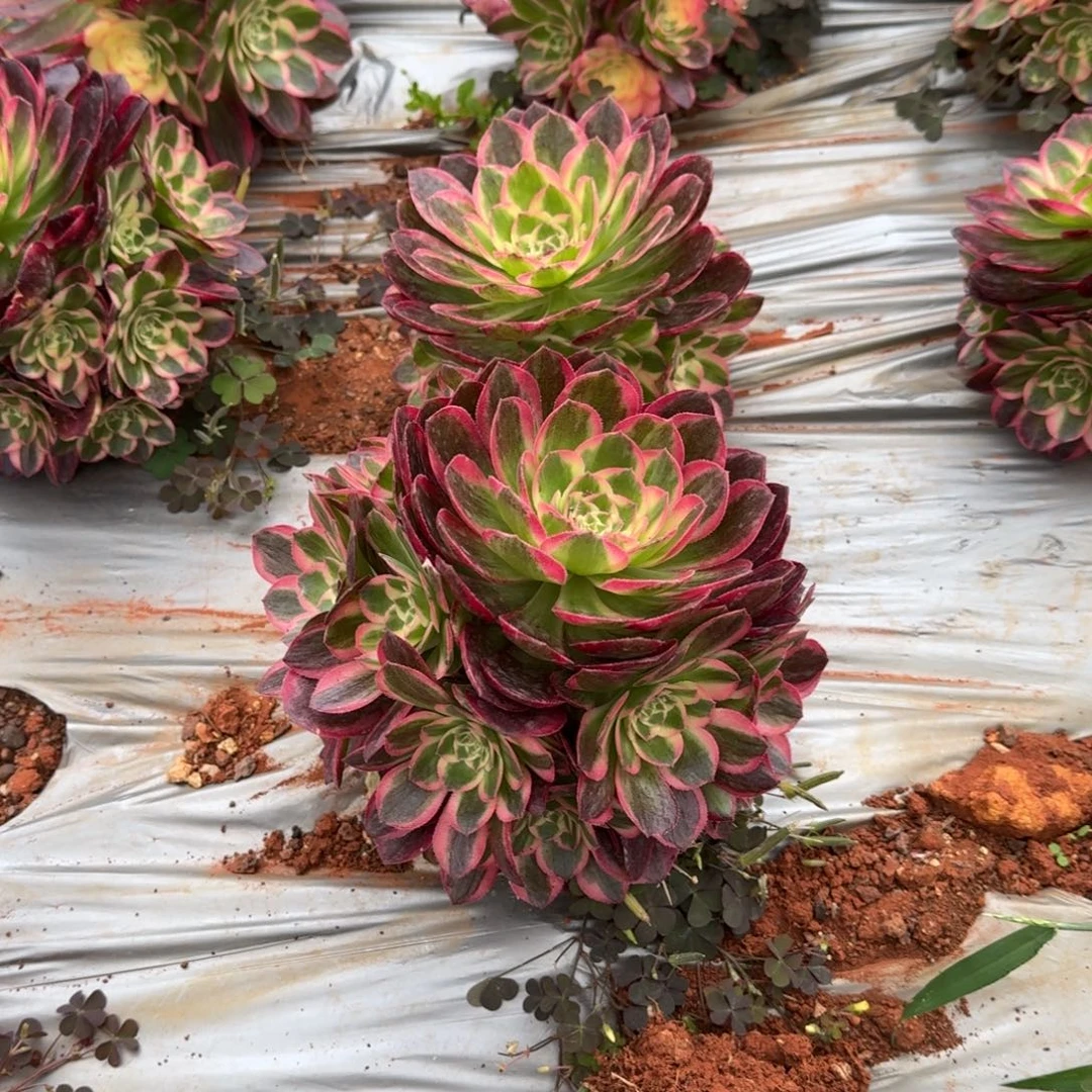 18.8海仙啊啊啊啊啊啊