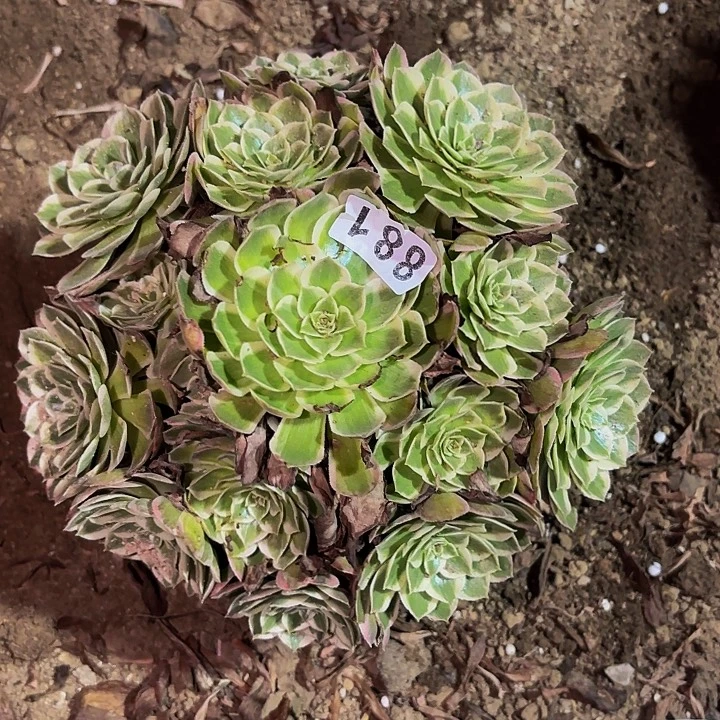 881唐三彩多肉植物不售后