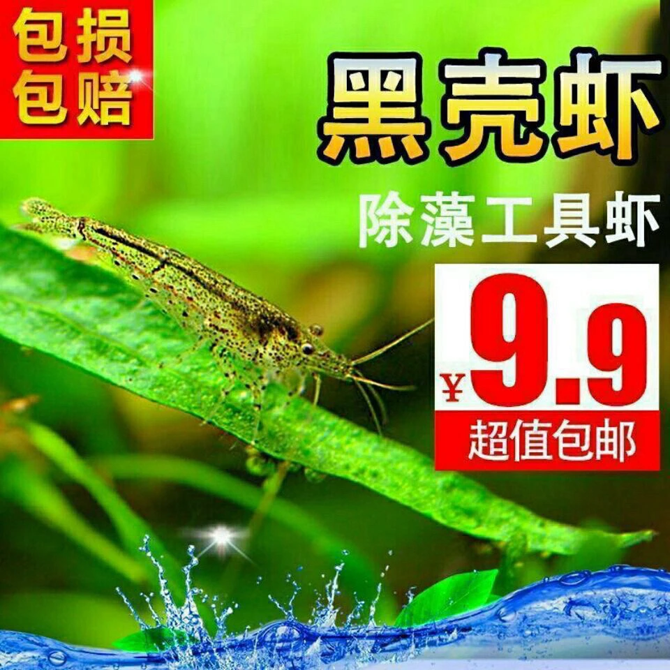 除藻黑壳虾淡水活体宠物水草虾清洁饲料工具鱼缸小草缸造景观赏虾