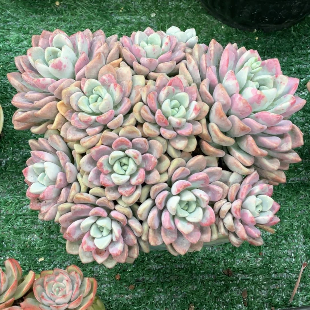 花瓣路一物一拍28包邮非偏远