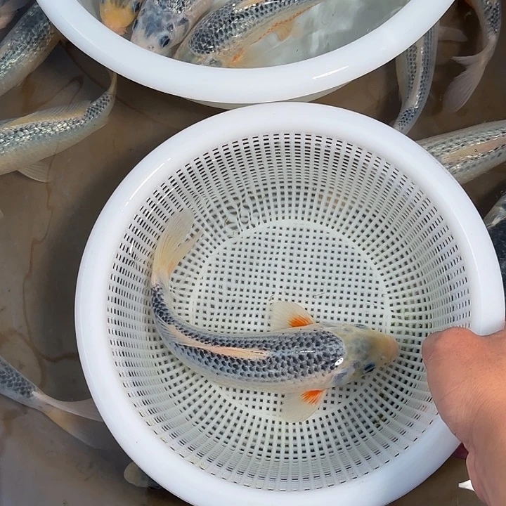 样***瘟锦鲤锦鲤的故事是