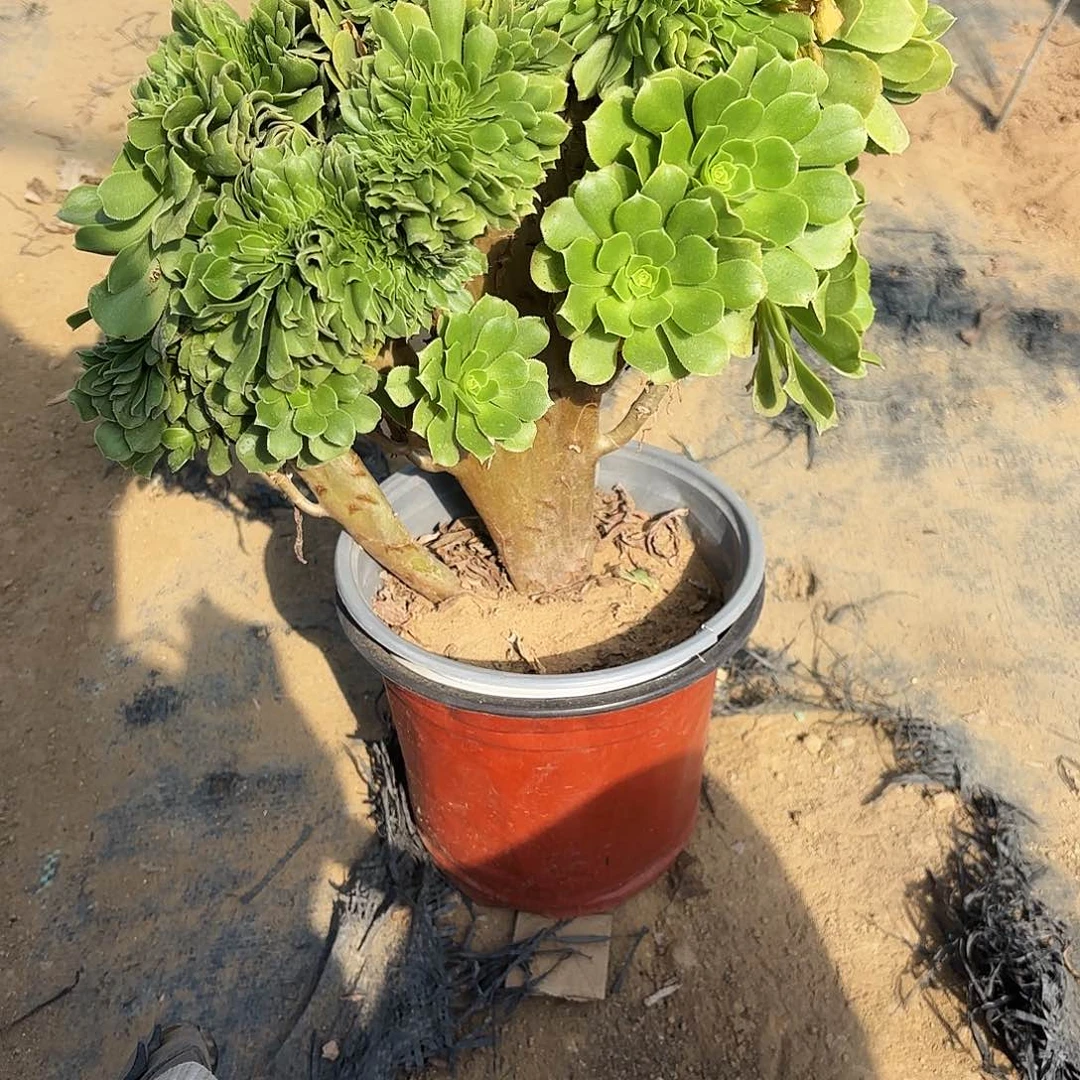 961绿杨蓉缀多肉植物