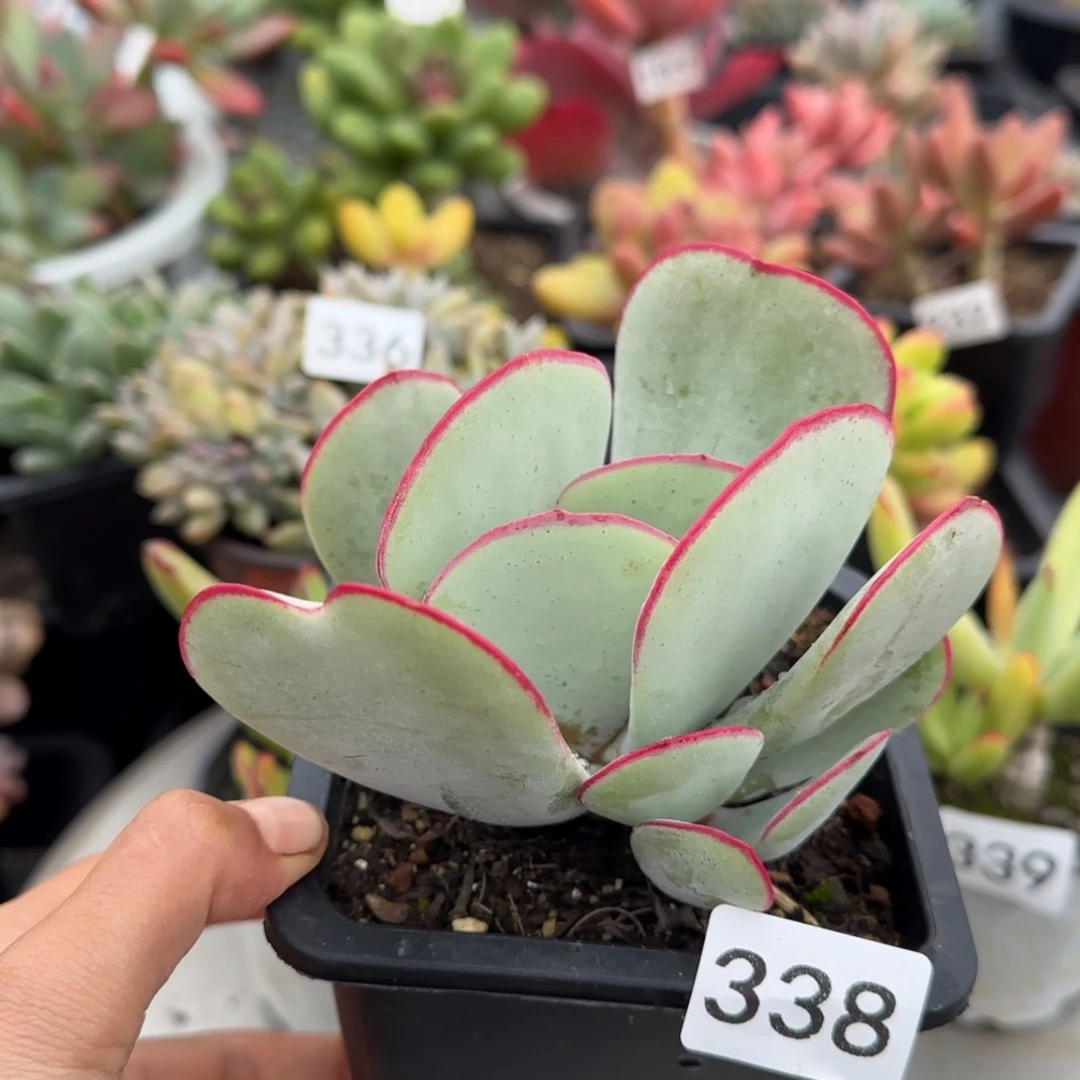 338号 一物一拍一物一拍