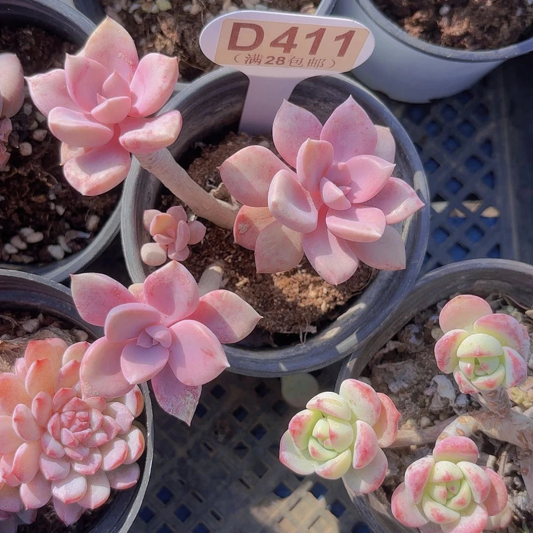 D411黛比一物一拍