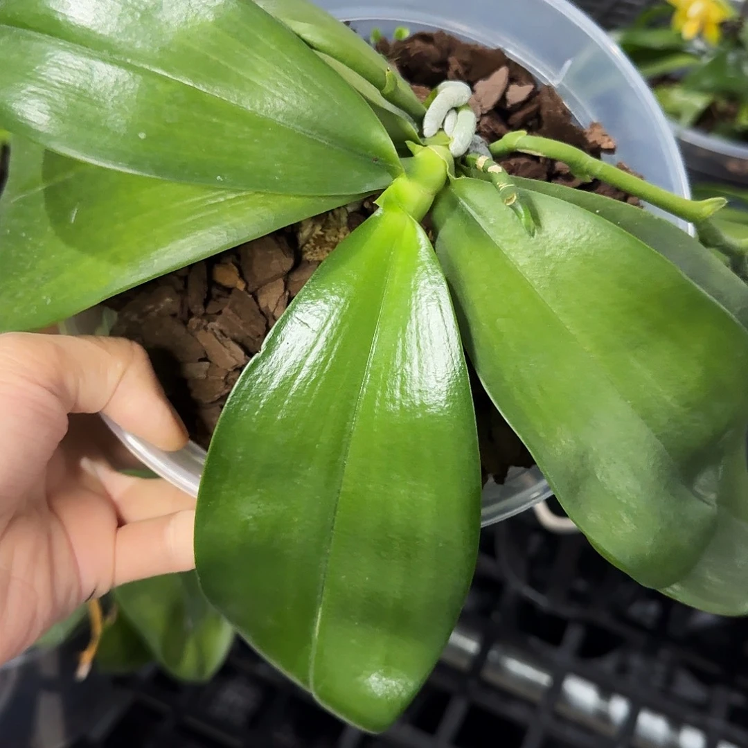 无花朵弥陀双剑鹰5.5 叶损