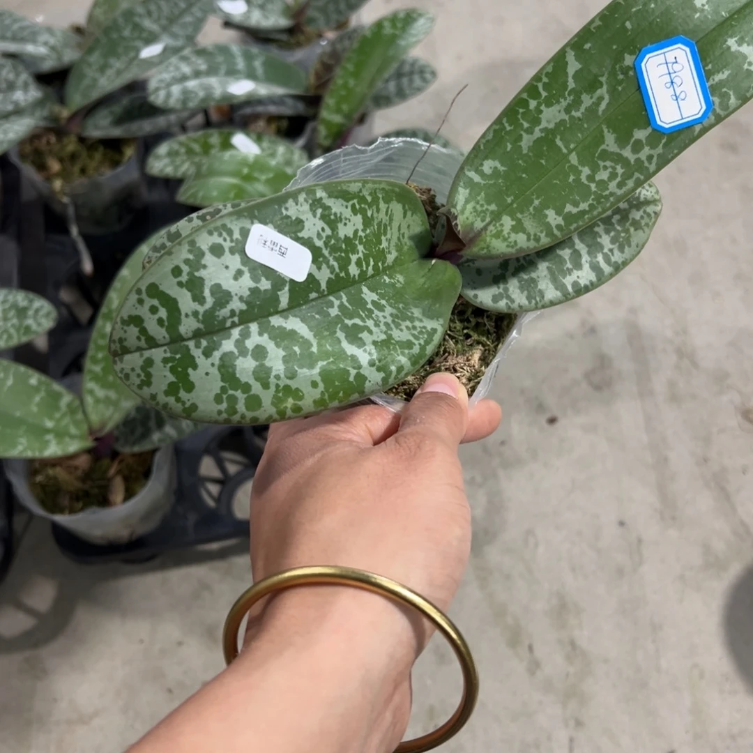 流***星当前无花栽培后可以开花7988西蕾丽