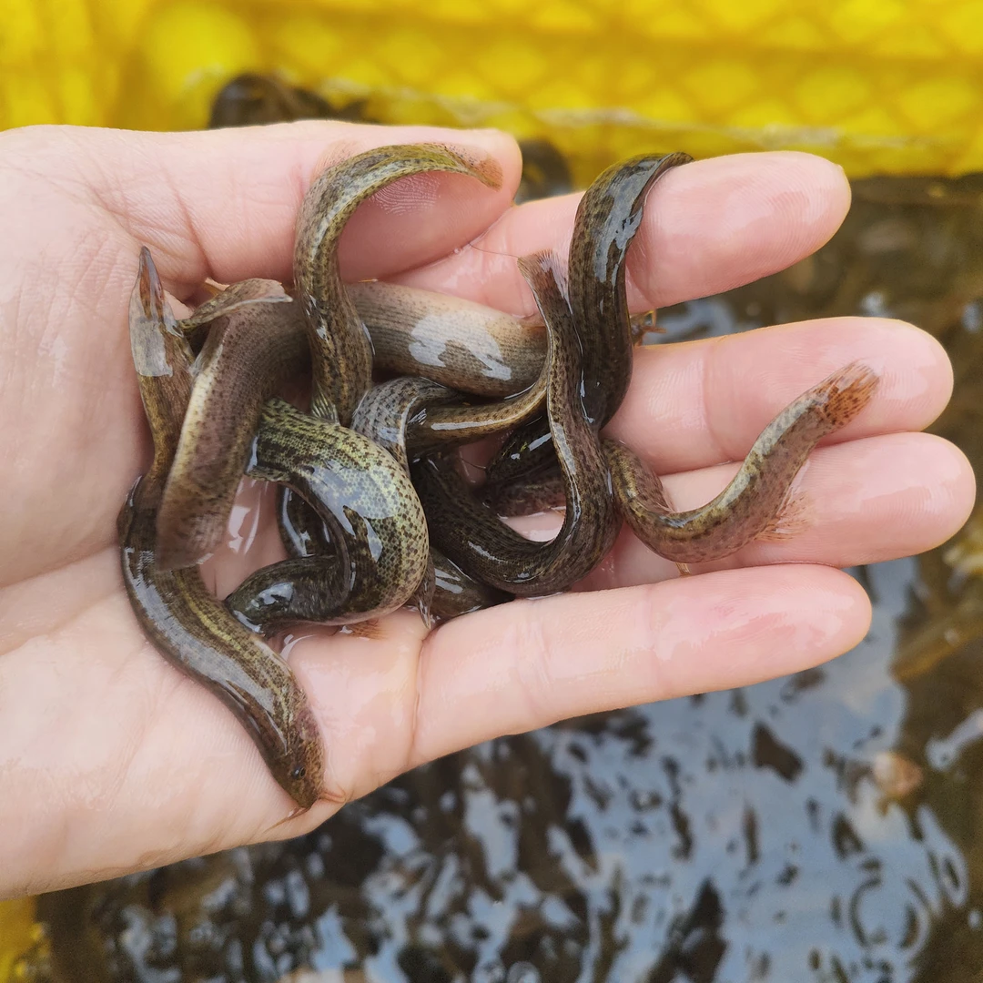 泥鳅鲜活乌龟龙鱼虎鱼饵料活体小泥鳅喂宠放养清理鱼缸