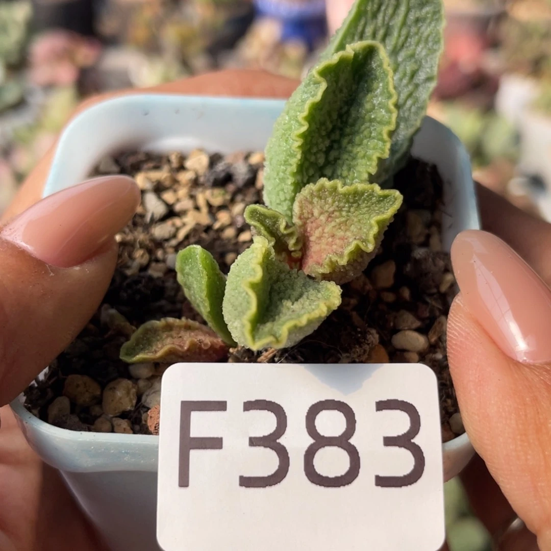 福利。  383。