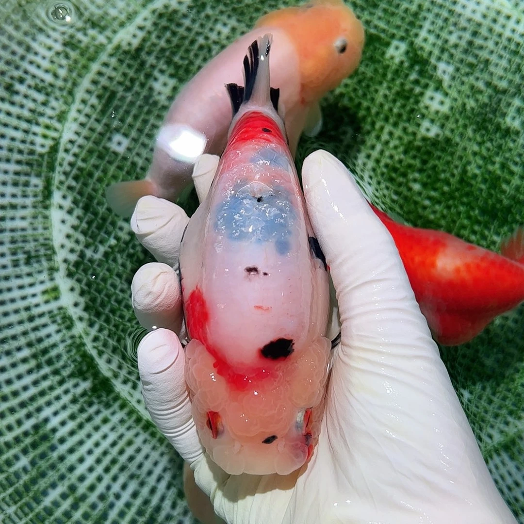 海水鱼买够三百顺丰包邮陆运