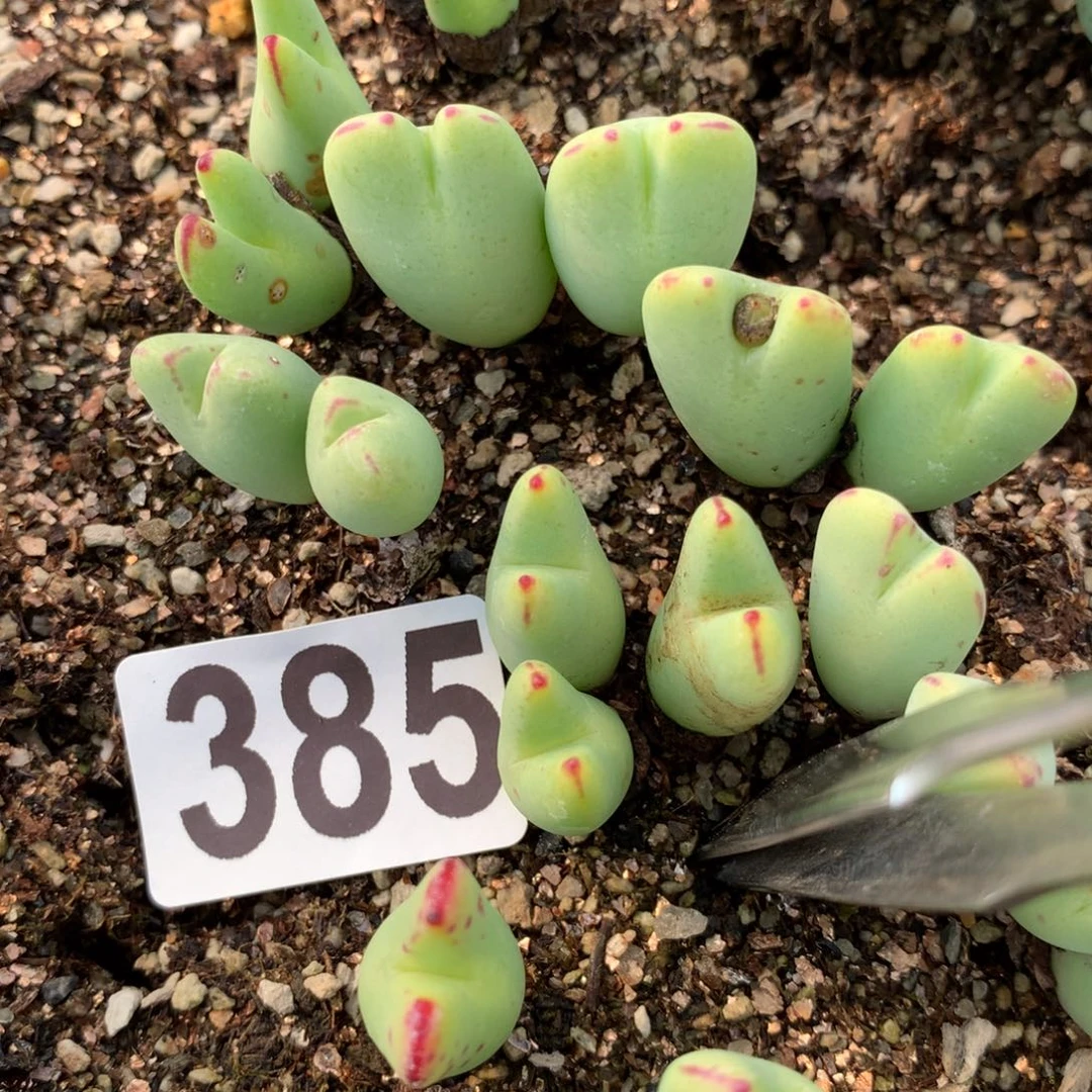 385少将母本三头