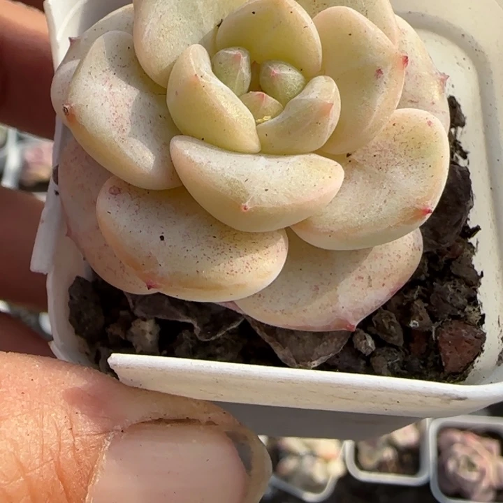 小卡拉米糖心一物一拍