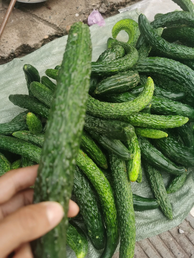 现摘新鲜小黄瓜拇指粗细适合腌制小菜的蔬菜