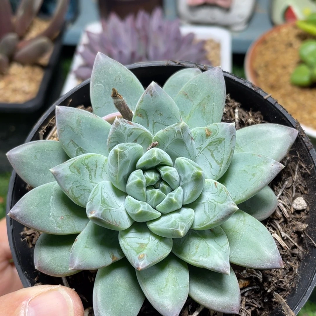 美人杂交多肉植物