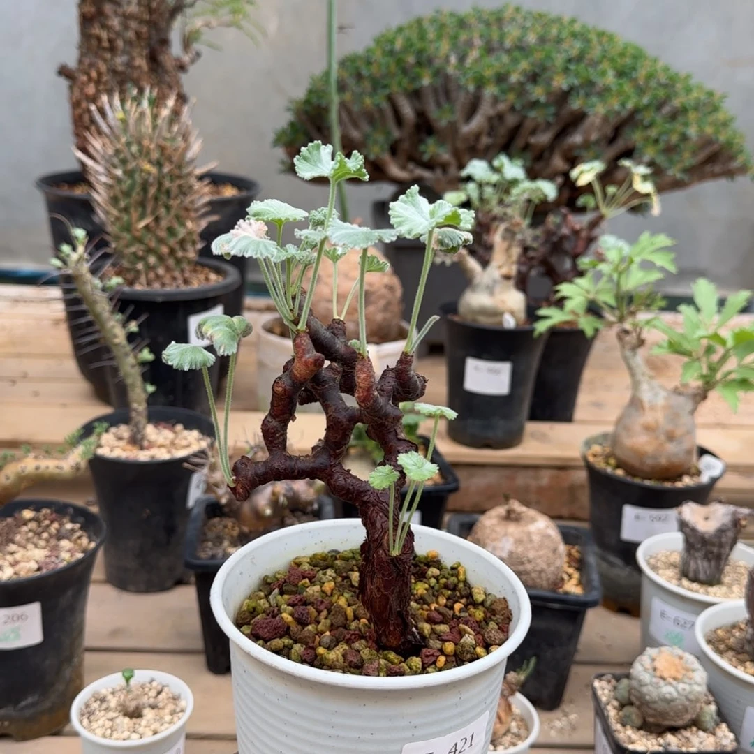 421枝干洋葵块根植物