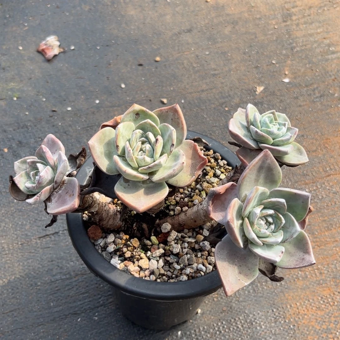 法瑞杂，仙女杯多肉