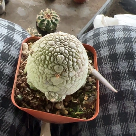 梅*酒实生领提玉456788