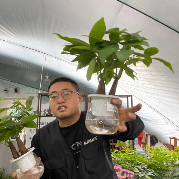 水培发财树2透明盆1盆