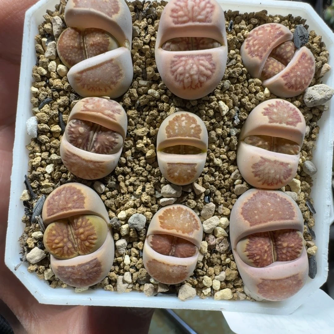 2685。菊一盒。带盆土