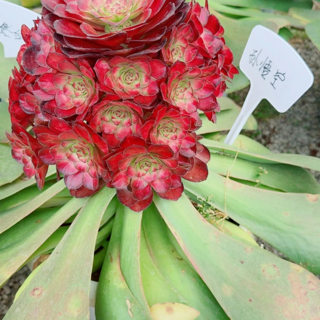 孙*空多肉植物发货发货