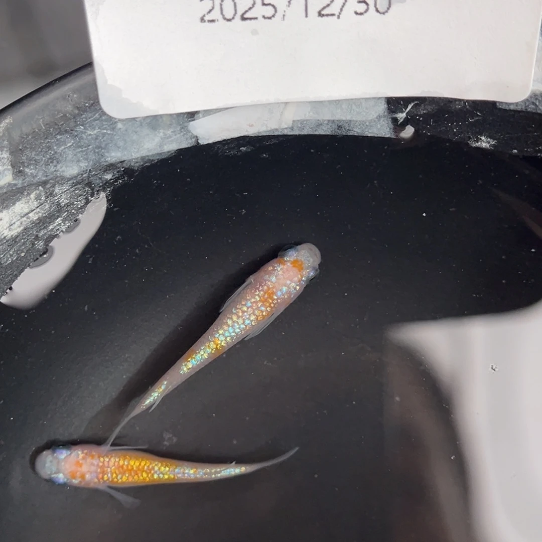 青鳉鱼252王华海王星一对