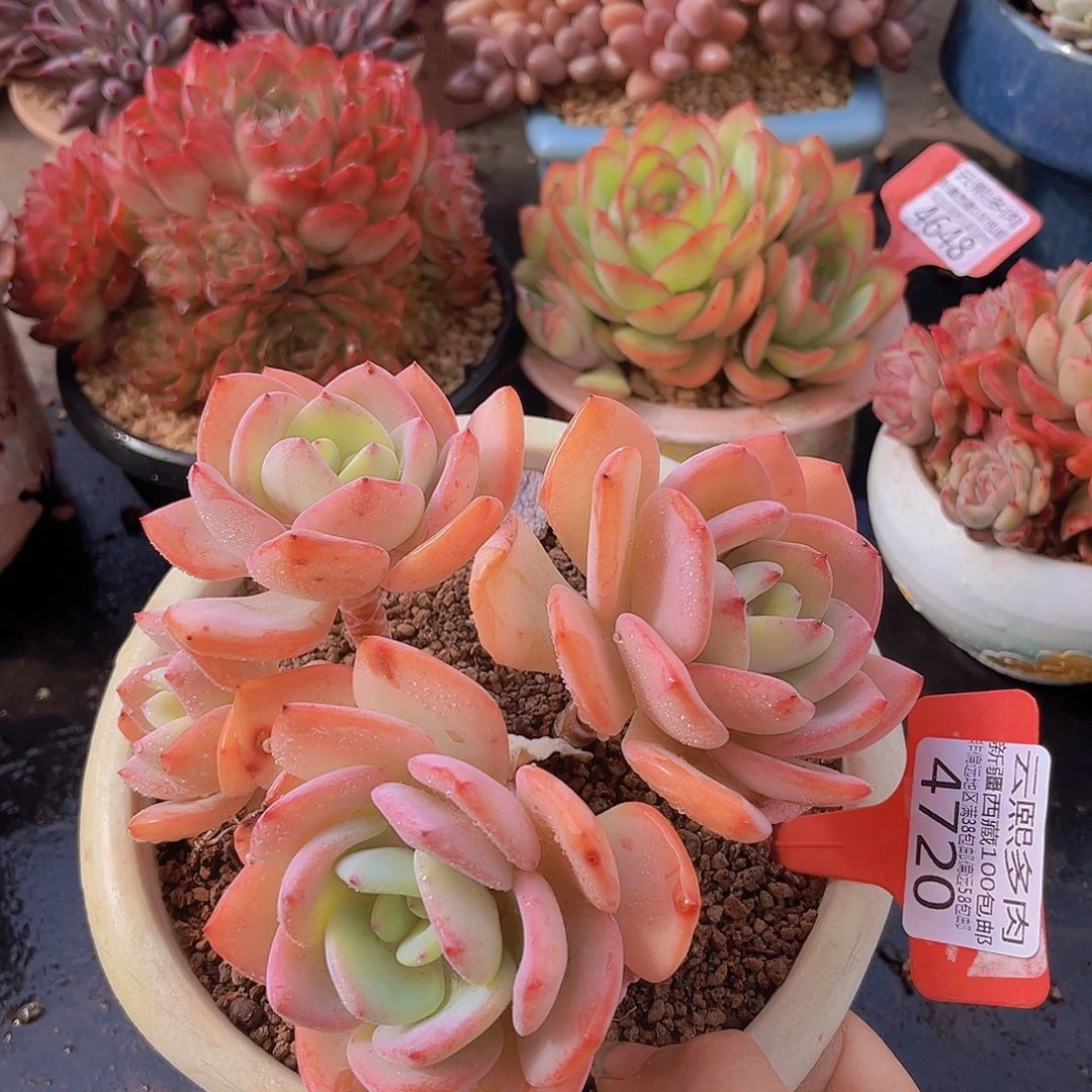 4720白月光多肉植物