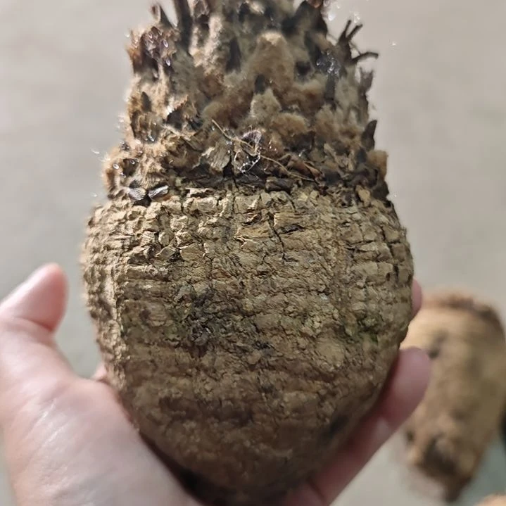 一物一拍，银叶多肉！！！