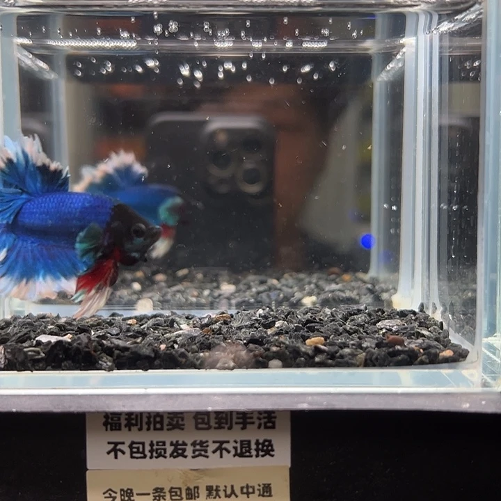 斗鱼竞拍跑单拉黑24日37