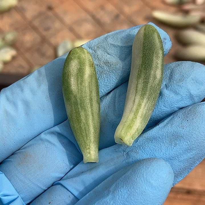 乙女心锦多肉植物