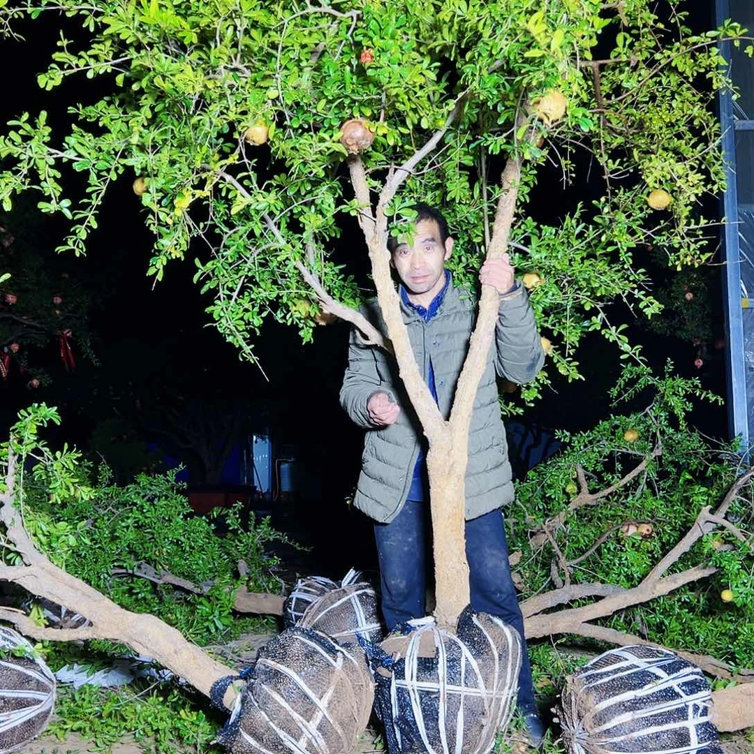 无花朵健健康康快快乐乐