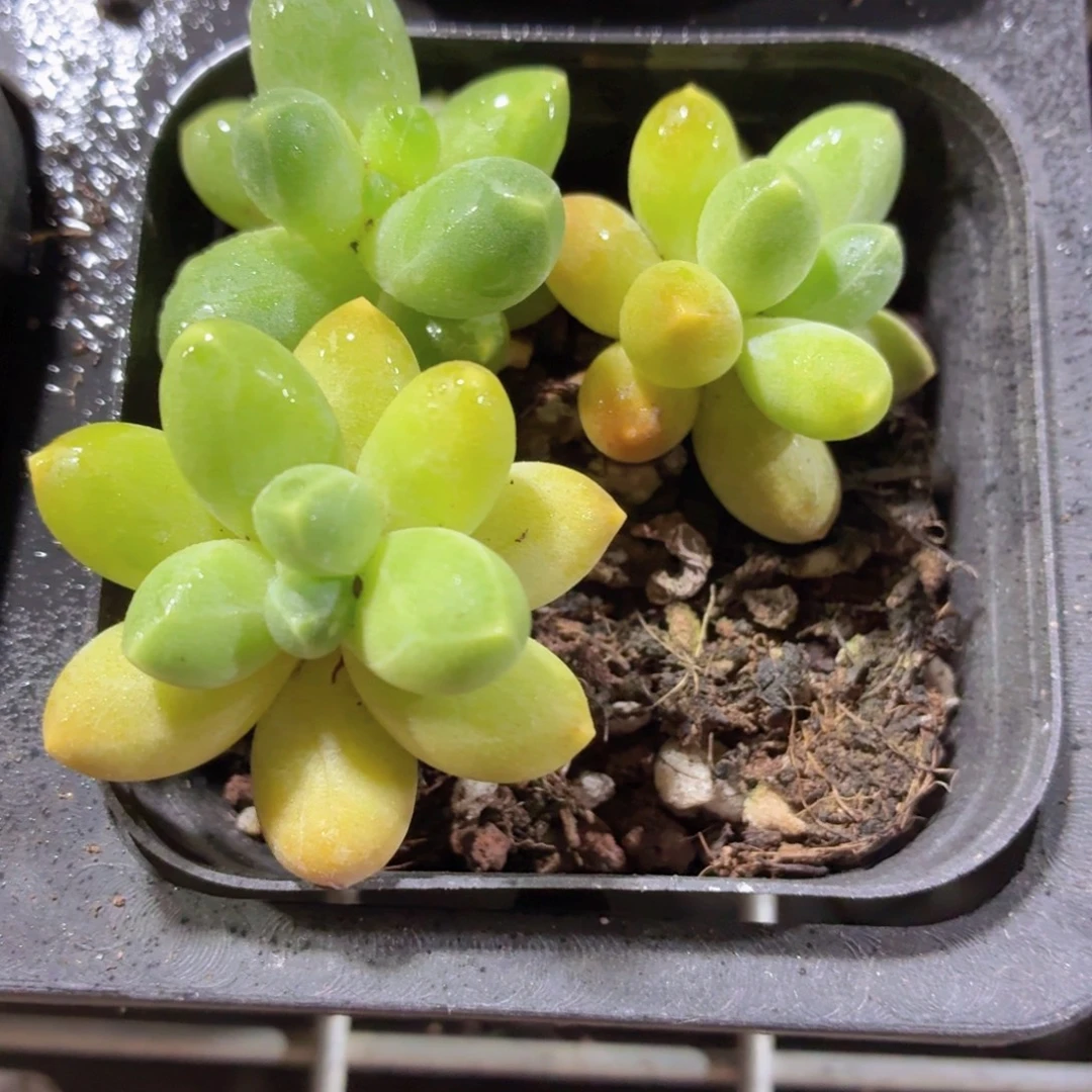 千代田多肉9.9包邮发货