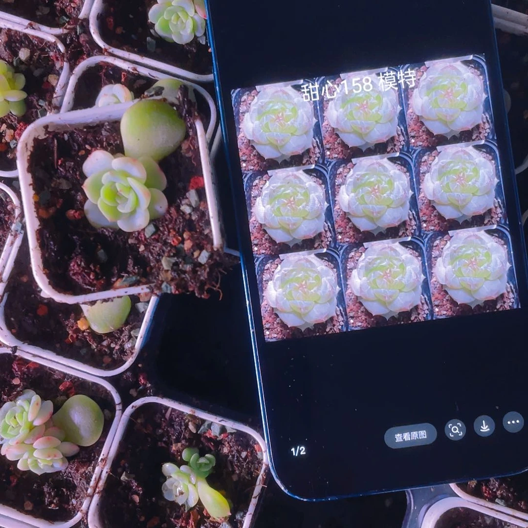 李**?158 中苗盆一个满25包邮