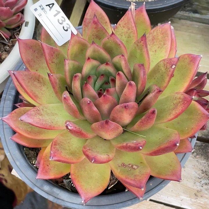 若如东云单拍A133