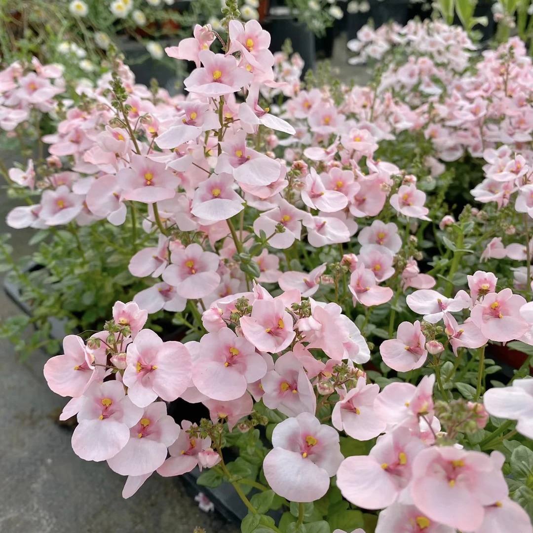 双距花好养阳台露台盆栽花卉植物花量大