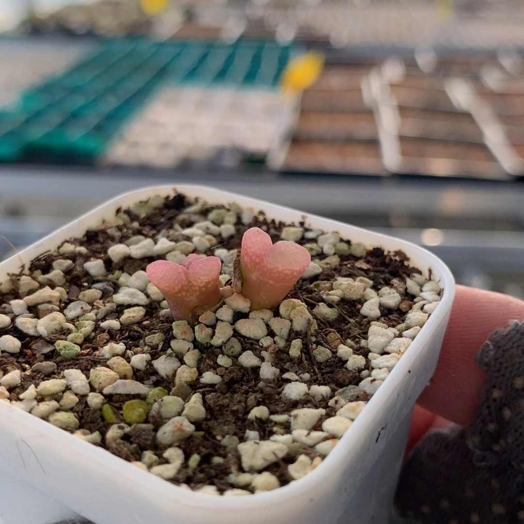 940粉樱风铃母本