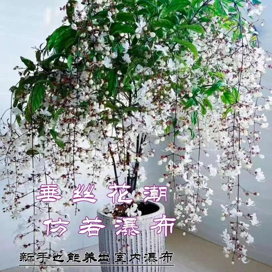 垂丝茉莉花苗四季开花室内阳台盆栽浓香垂枝茉莉花苗懒人爆花神器