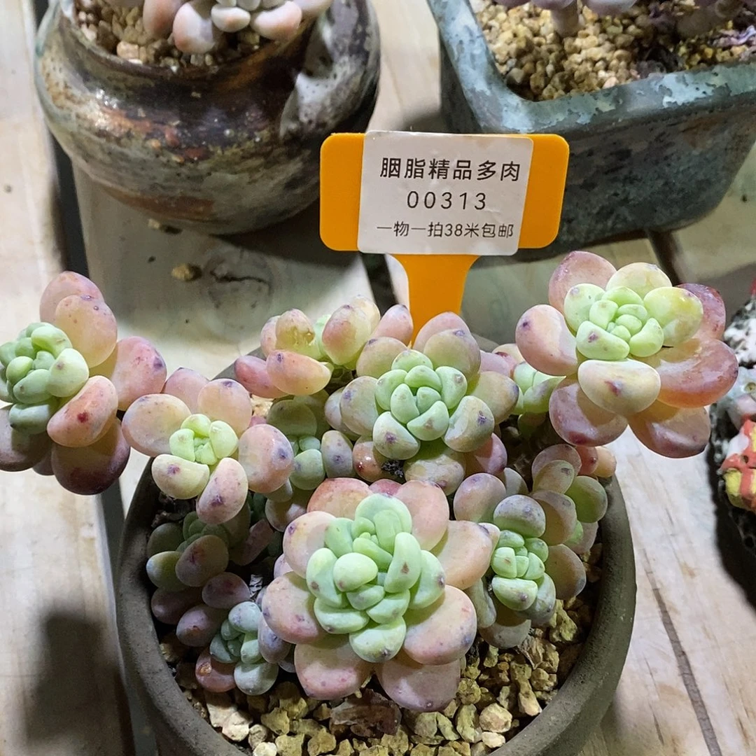 00313，哦木架旅途璐璐